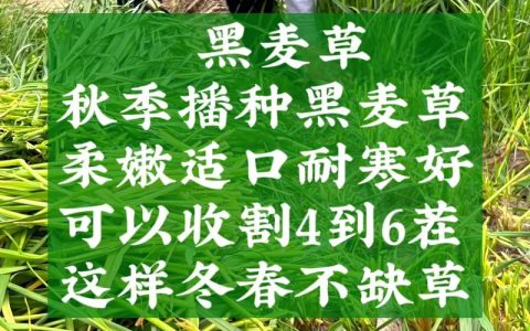 黑麦草草坪价格是多少钱一平方？