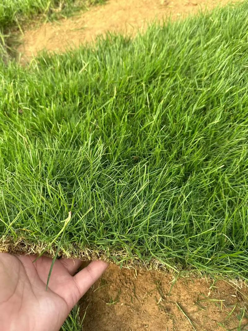 黑麦草草坪价格是多少钱一平方? 二、产地因素:主产区与消费区价差明显