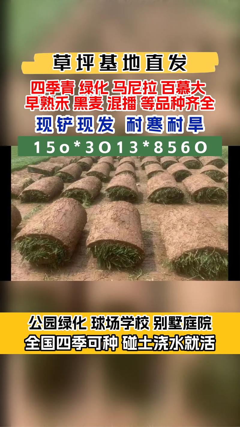 黑麦草草坪价格是多少钱一平方? 四、数量因素:批量采购与零散购买单价不同