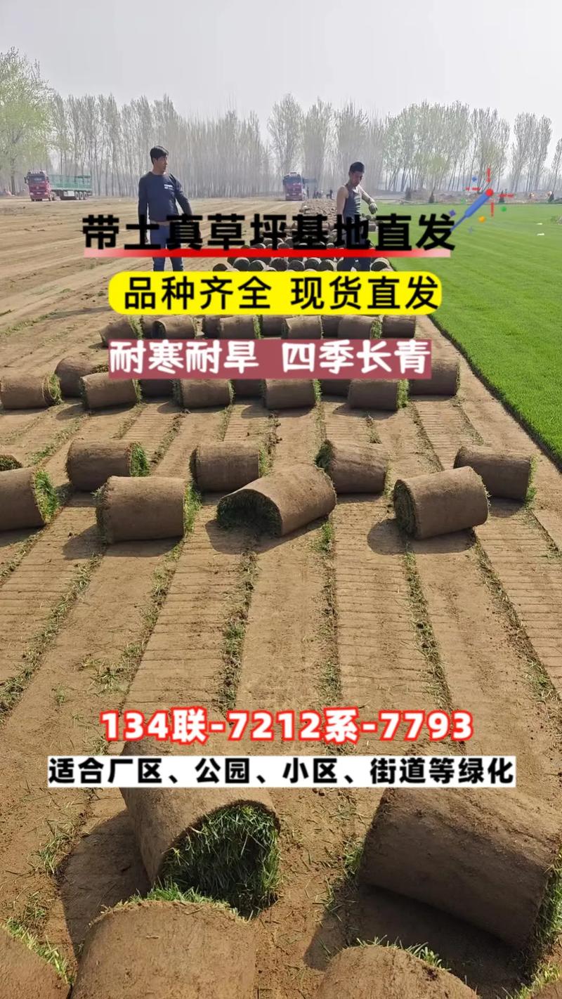 黑麦草草坪价格是多少钱一平方? 咨询指南:如何获取准确报价?