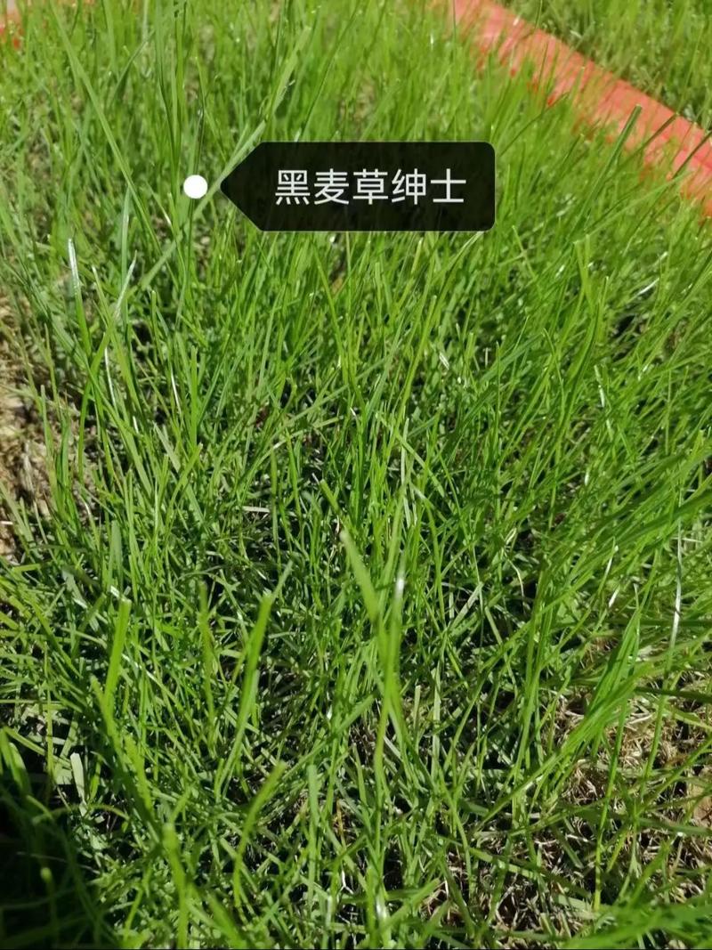 黑麦草草坪价格是多少钱一平方? 常见问题 FAQ