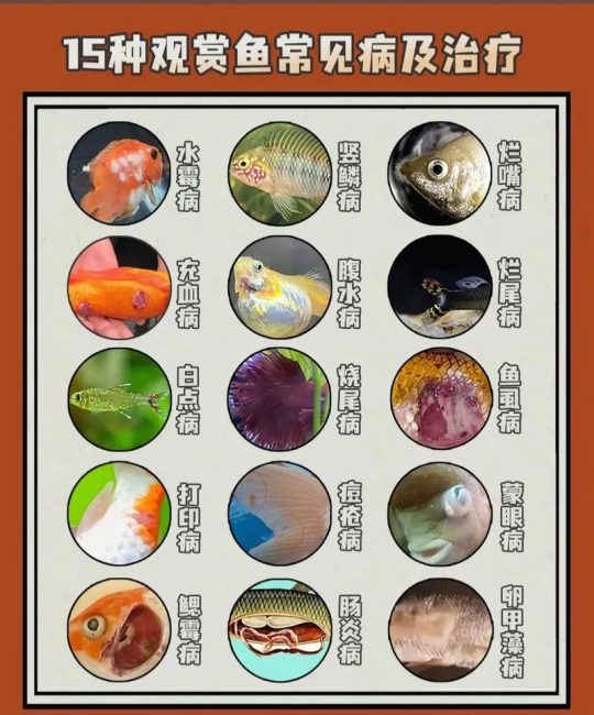 草金鱼失鳔怎么办？病因、症状与家庭治疗全攻略