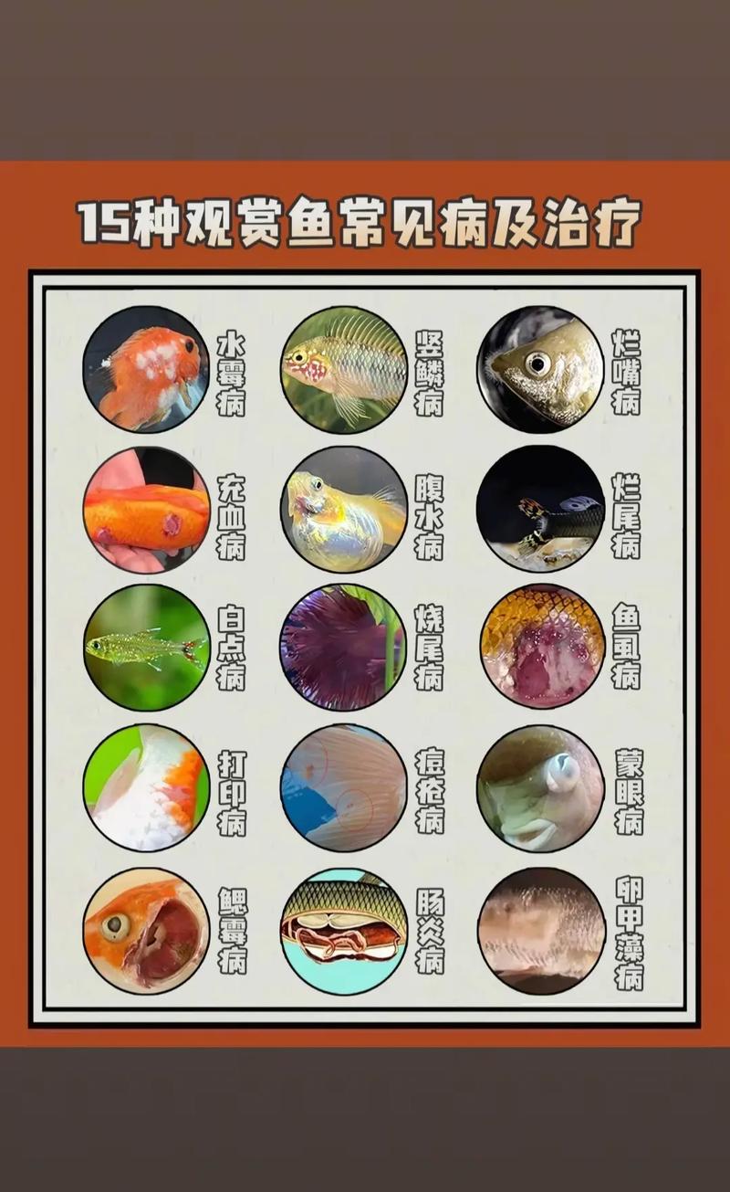 草金鱼失鳔怎么办?病因、症状与家庭治疗全攻略 什么是失鳔?