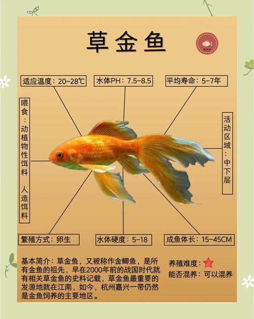 草金鱼失鳔怎么办?病因、症状与家庭治疗全攻略 失鳔的典型症状