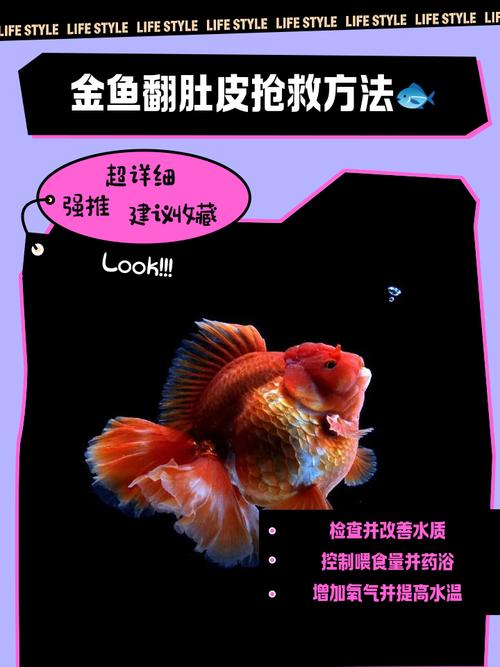草金鱼失鳔怎么办?病因、症状与家庭治疗全攻略 总结