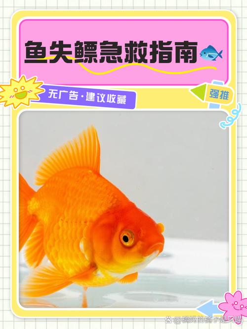 草金鱼失鳔怎么办?病因、症状与家庭治疗全攻略 预防胜于治疗