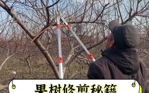 杨梅树剪枝技巧图解要点｜从幼树到老树，科学修剪让结果更多