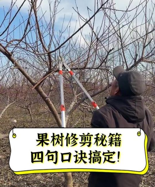 杨梅树剪枝技巧图解要点｜从幼树到老树，科学修剪让结果更多