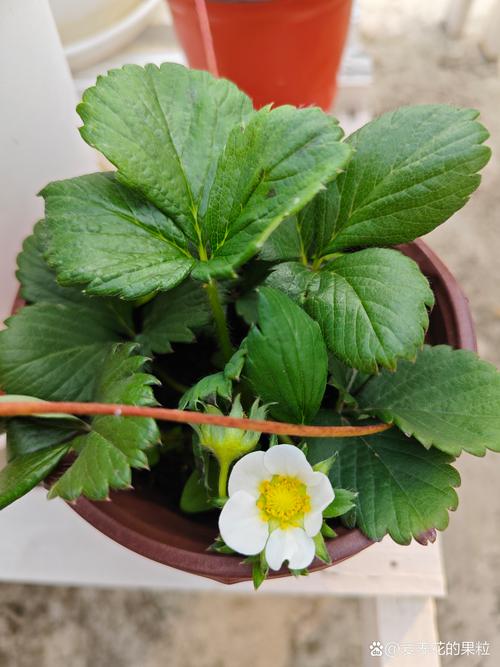 草莓苗开花了要摘掉吗?答案在这,别做错 草莓苗开花与结果的生理周期