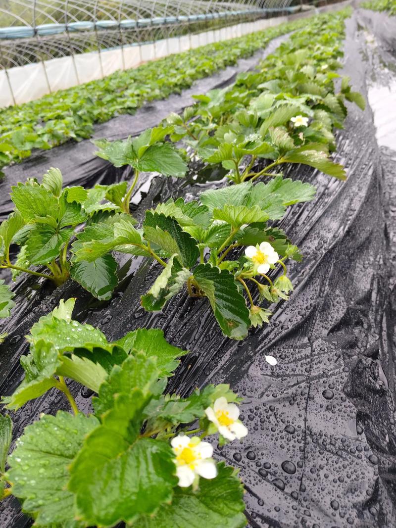 草莓苗开花了要摘掉吗?答案在这,别做错 摘花与留花的操作步骤