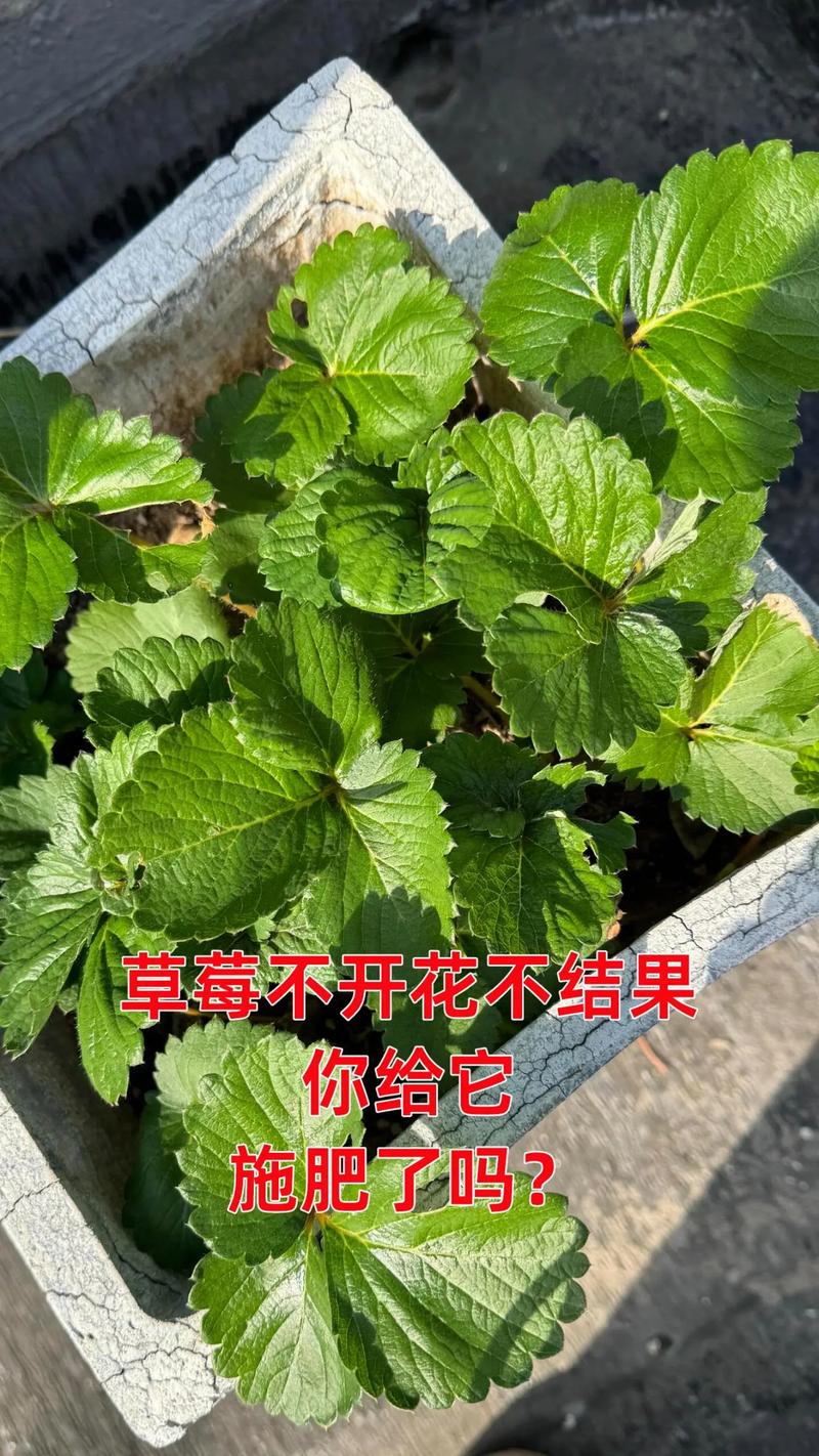 草莓苗开花了要摘掉吗?答案在这,别做错 总结
