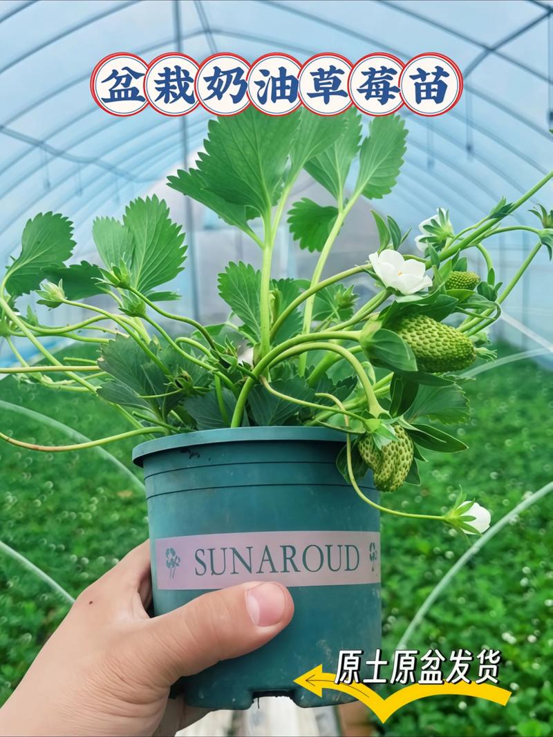 草莓苗开花了要摘掉吗?答案在这,别做错 FAQ