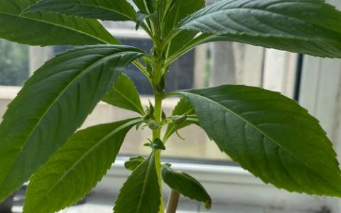 凤仙花叶子发黄怎么回事？4大原因排查与急救指南