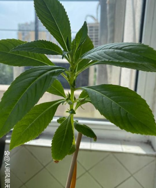 凤仙花叶子发黄怎么回事？4大原因排查与急救指南
