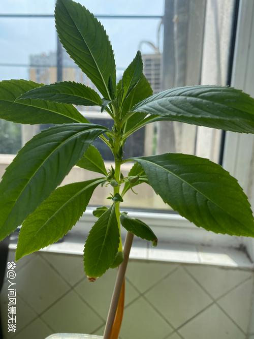凤仙花叶子发黄怎么回事？4大原因排查与急救指南