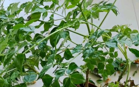 幸福树黄叶怎么办？别急，先按这4步排查原因再动手