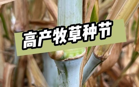 甜象草 vs 巨菌草：6维度量化对比，帮你选对2026年高产牧草