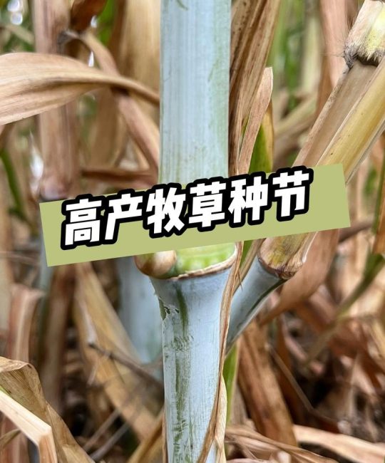 甜象草 vs 巨菌草：6维度量化对比，帮你选对2026年高产牧草