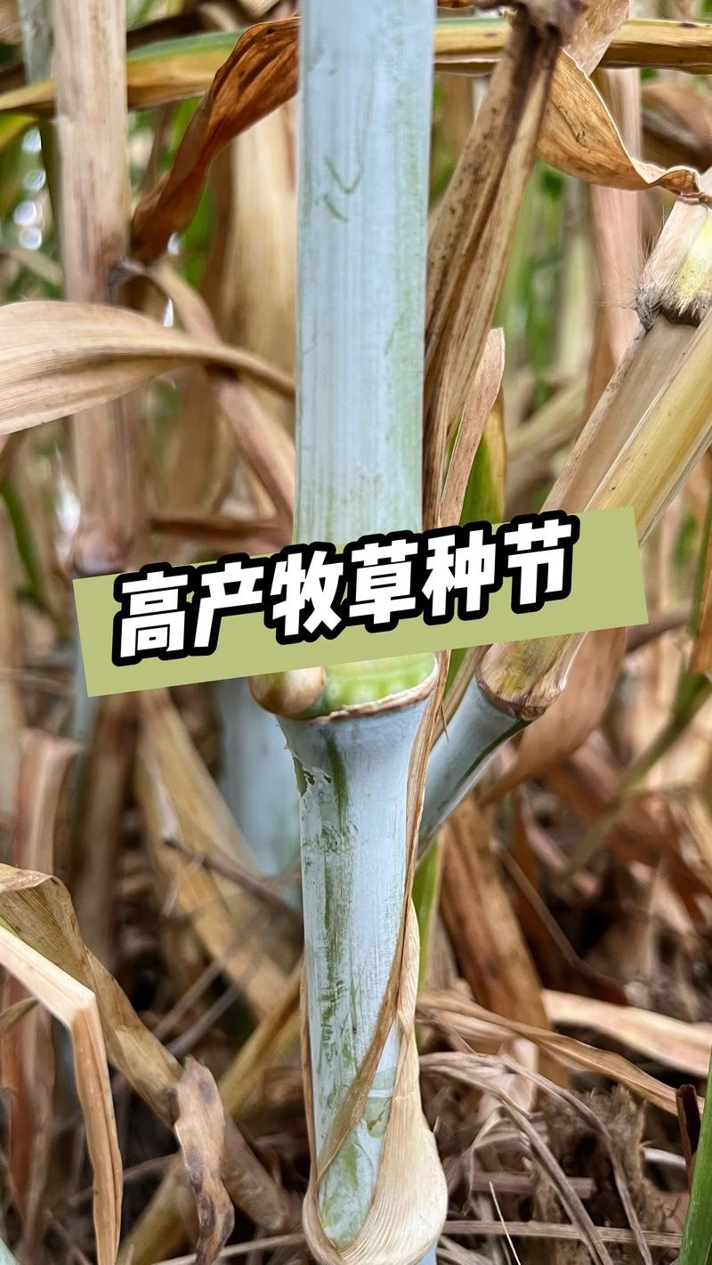 甜象草 vs 巨菌草:6维度量化对比,帮你选对2026年高产牧草 6维度详细对比表格