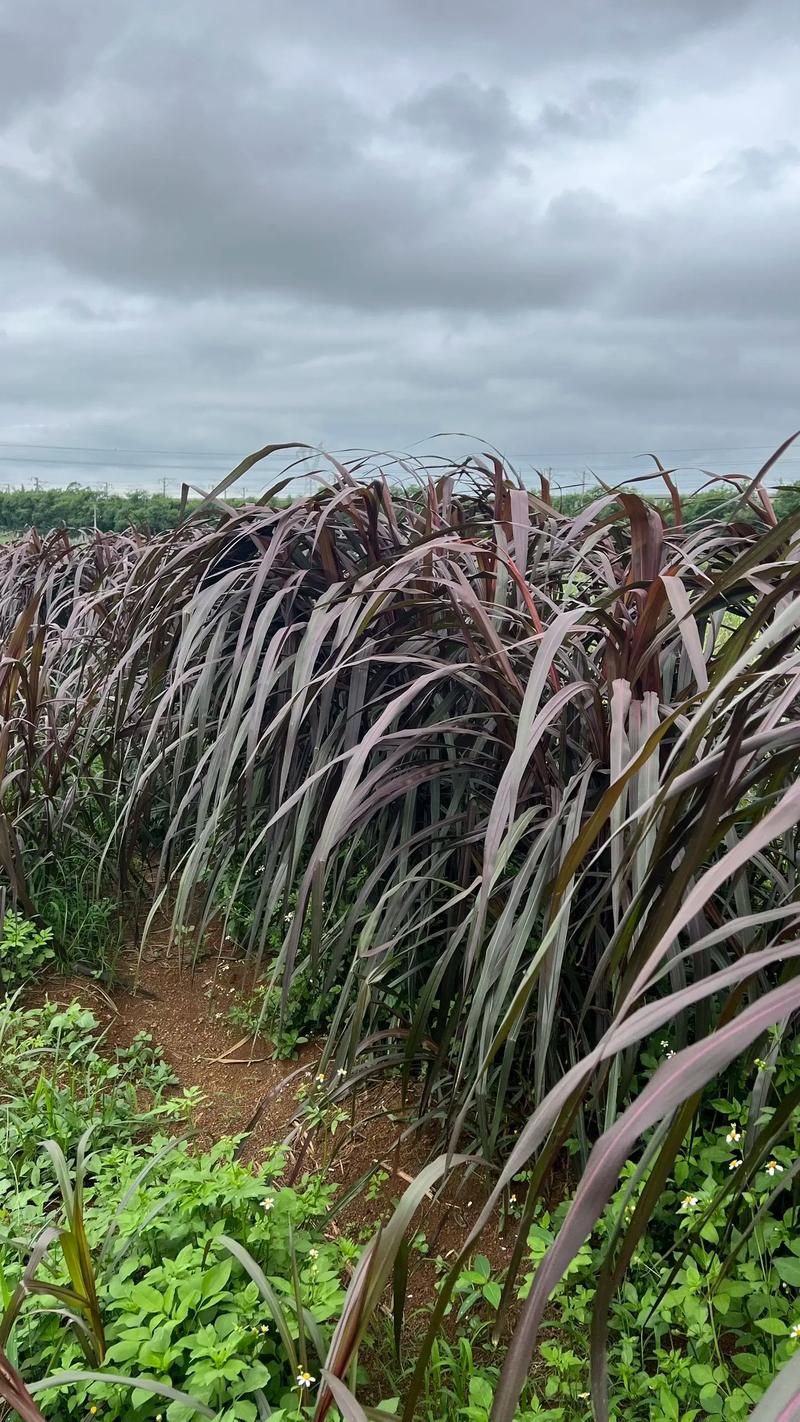 甜象草 vs 巨菌草:6维度量化对比,帮你选对2026年高产牧草 总结:10秒决策指南