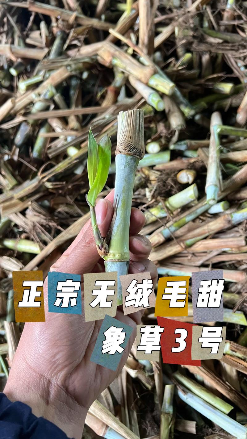 甜象草 vs 巨菌草:6维度量化对比,帮你选对2026年高产牧草 维度细化解读