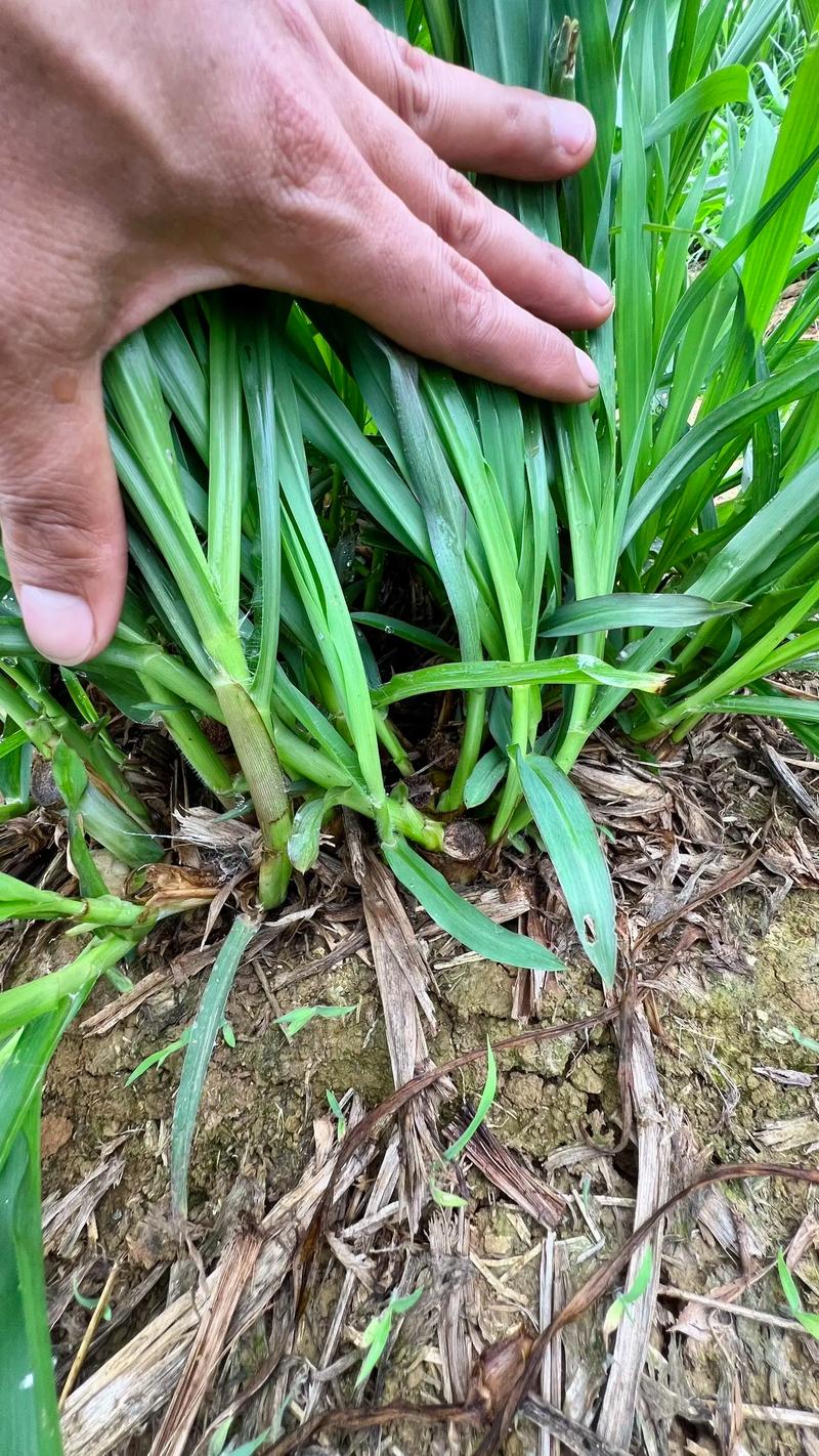 甜象草 vs 巨菌草:6维度量化对比,帮你选对2026年高产牧草 场景化选择建议:买哪种好?