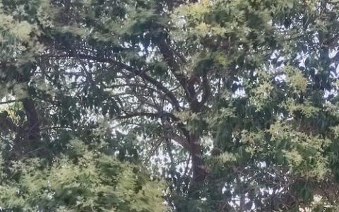 六月可以种什么树？夏季植树完全指南：选对品种、把好成活关