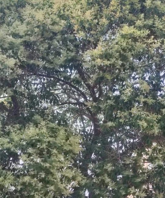 六月可以种什么树？夏季植树完全指南：选对品种、把好成活关