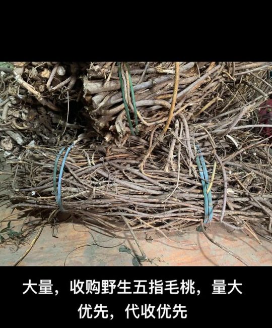 五指毛桃收购价格多少钱一斤？产地、年份与规格影响报价