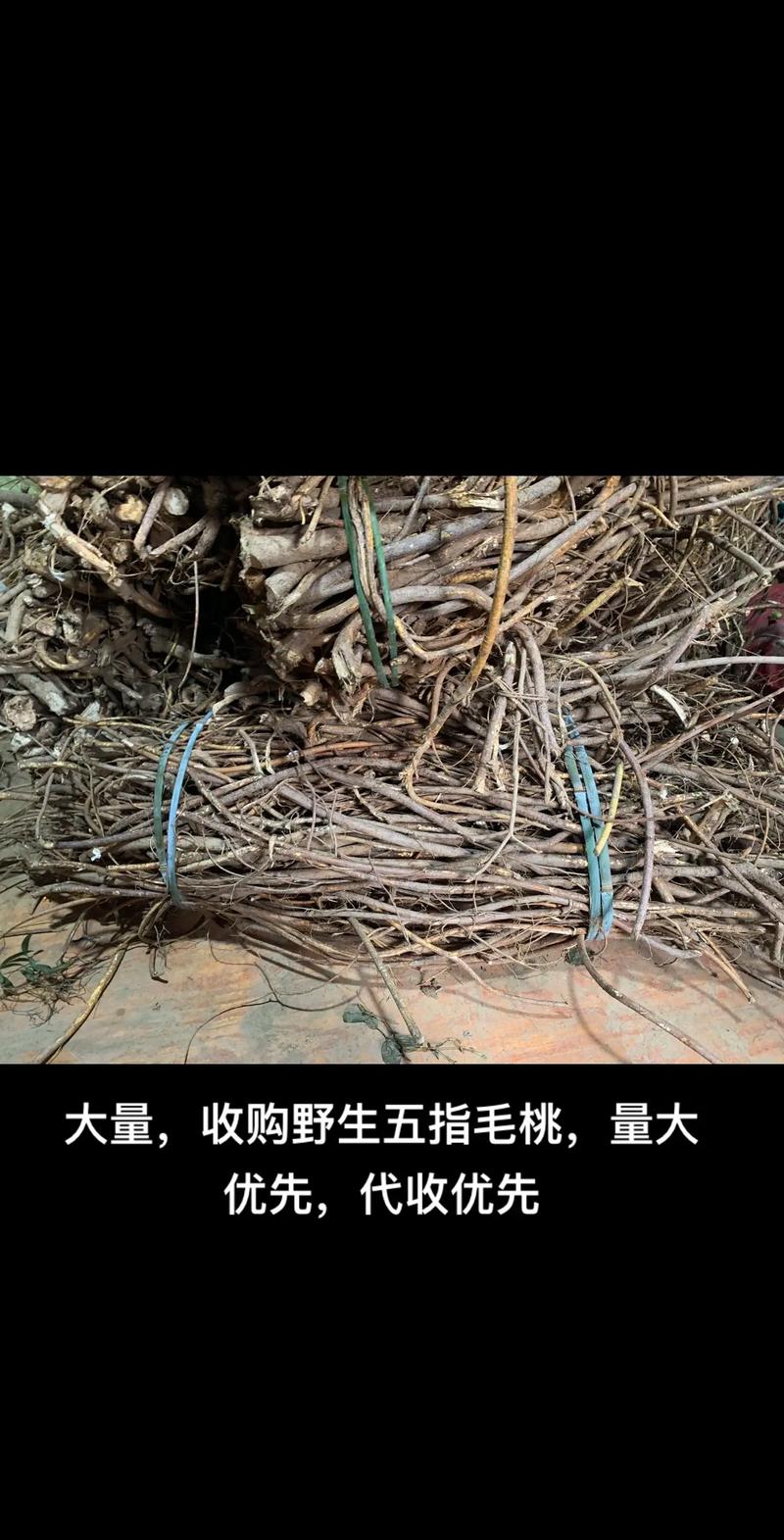 五指毛桃收购价格多少钱一斤?产地、年份与规格影响报价 五指毛桃收购价格多少钱一斤?产地、年份与规格影响报价