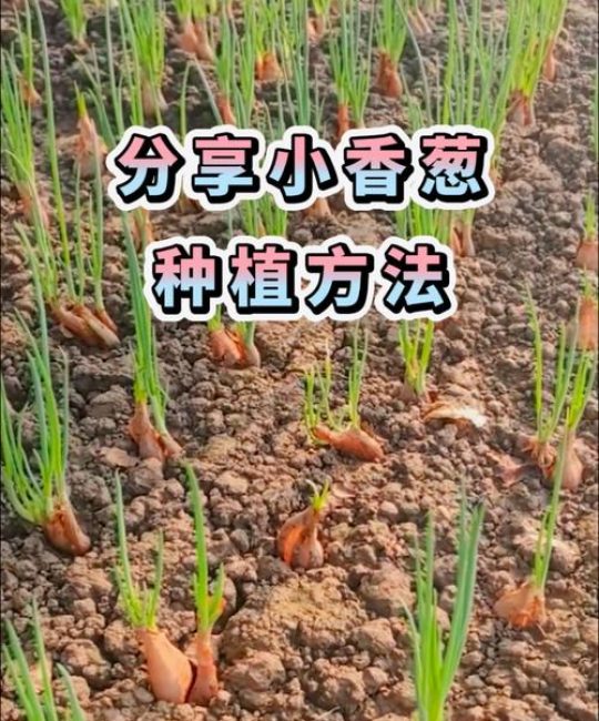 小葱种子怎么种植方法——从播种到成苗的完整技术指南