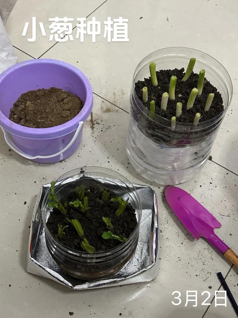 小葱种子怎么种植方法——从播种到成苗的完整技术指南 二、土壤环境