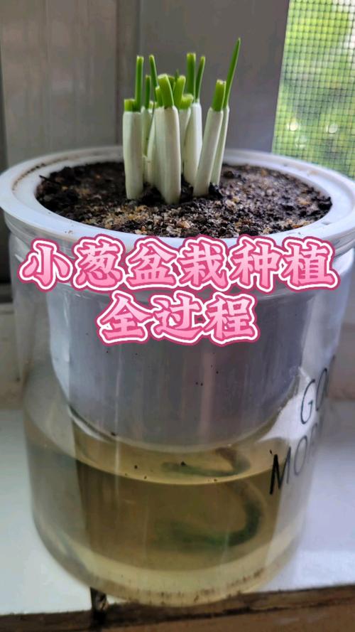 小葱种子怎么种植方法——从播种到成苗的完整技术指南 五、浇定根水