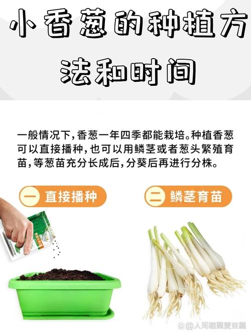 小葱种子怎么种植方法——从播种到成苗的完整技术指南 六、缓苗管理(出苗至真叶展开)