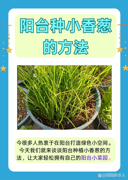 小葱种子怎么种植方法——从播种到成苗的完整技术指南 七、成活注意事项