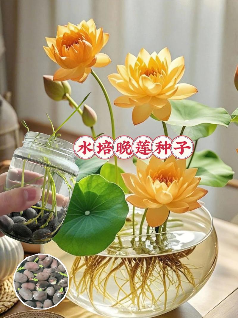 越冬管理方案（按地区选择）