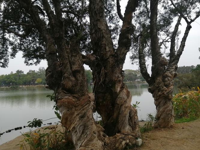 揭阳路边常见的树是什么树？细叶榕百科