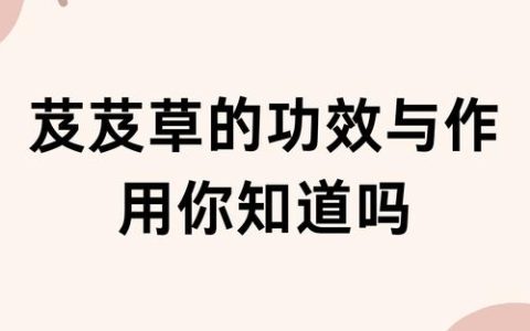 芨芨草有什么用途？从生态修复到园艺景观的多功能植物