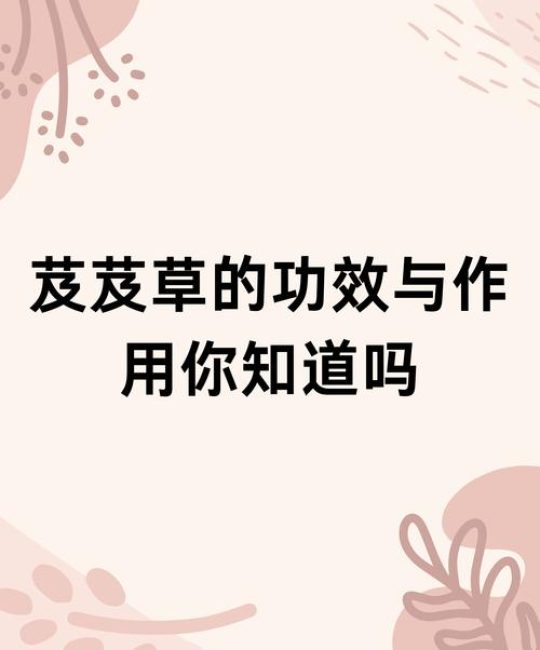 芨芨草有什么用途？从生态修复到园艺景观的多功能植物