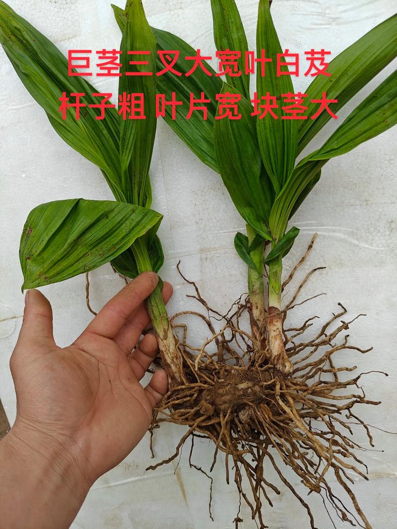 二、园林绿化中的“气质担当”