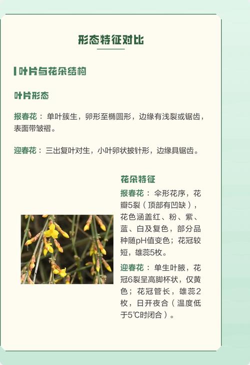 报春花和迎春花是一种花吗?一文读懂区别与养护全攻略 光照与水肥精准方案