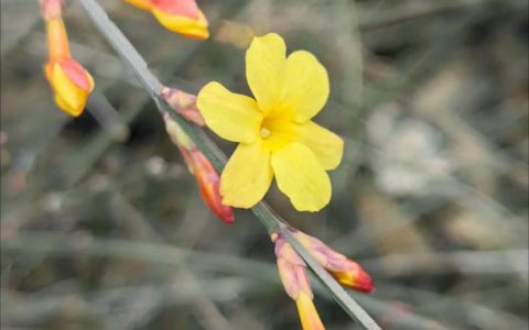 报春花和迎春花是一种花吗？一文读懂区别与养护全攻略