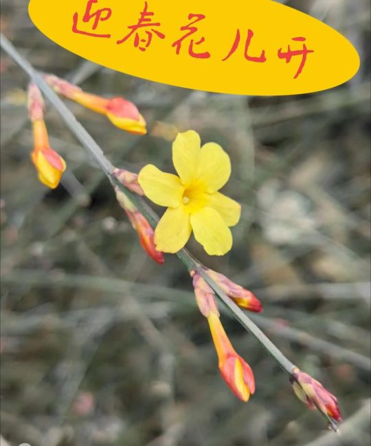报春花和迎春花是一种花吗？一文读懂区别与养护全攻略