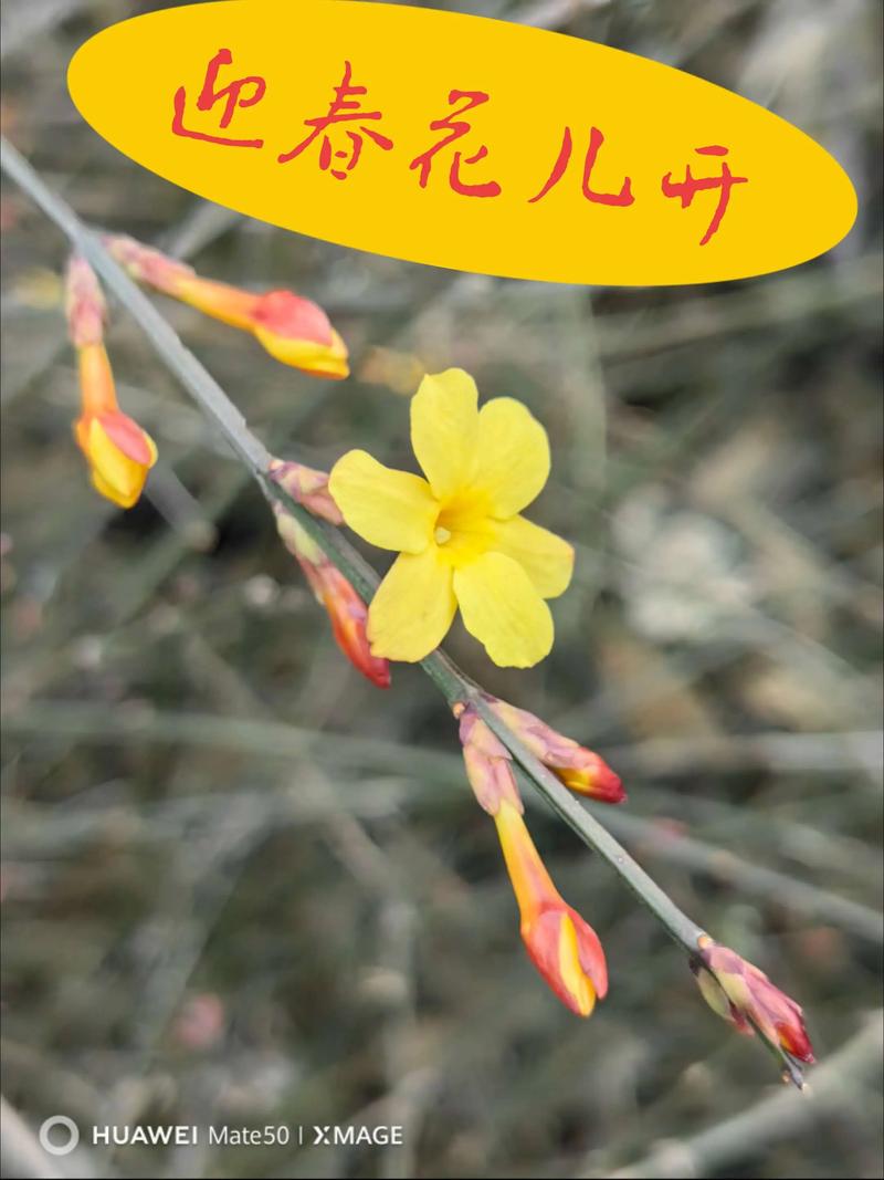 报春花和迎春花是一种花吗?一文读懂区别与养护全攻略 品种基础档案