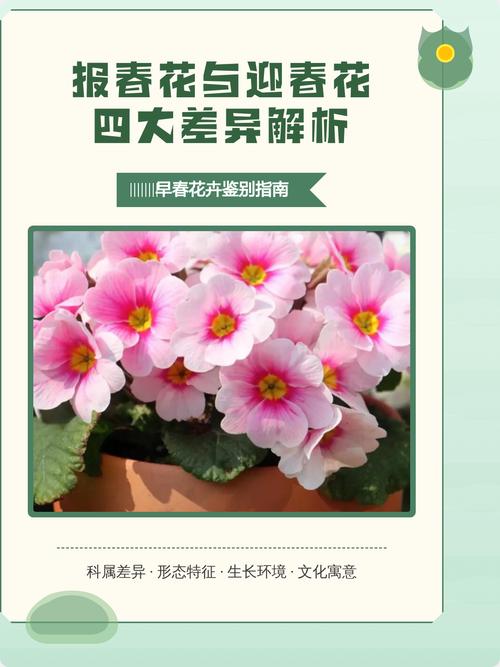 报春花和迎春花是一种花吗?一文读懂区别与养护全攻略 修剪促花系统指导