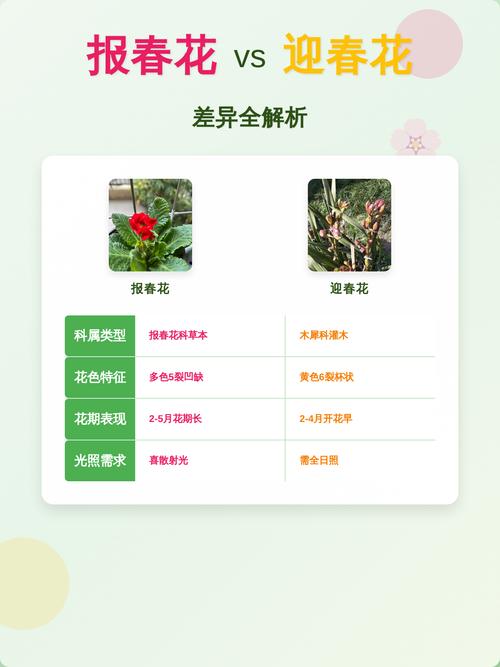 报春花和迎春花是一种花吗?一文读懂区别与养护全攻略 盆栽/地栽选择决策
