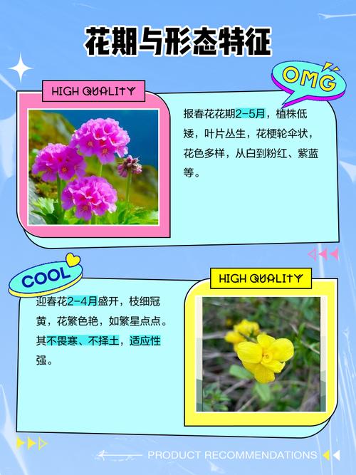 报春花和迎春花是一种花吗?一文读懂区别与养护全攻略 常见误区与纠正