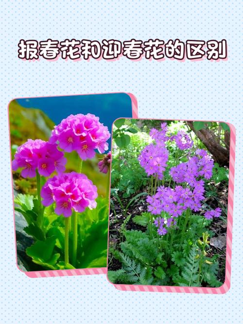 报春花和迎春花是一种花吗?一文读懂区别与养护全攻略 FAQ