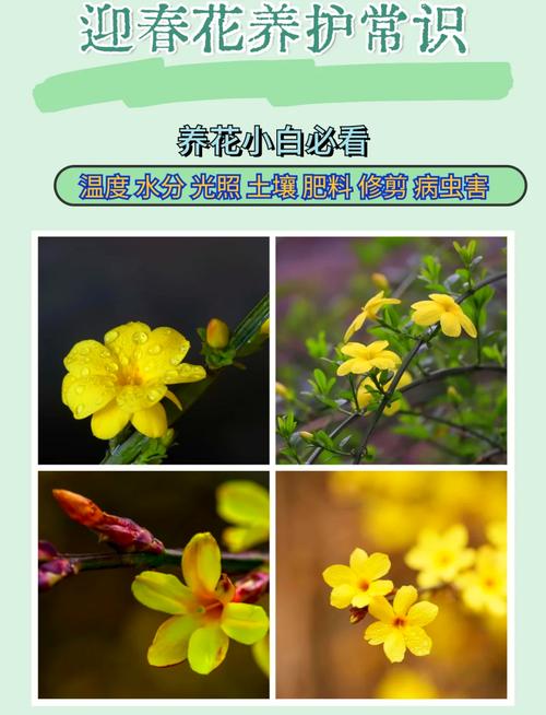 报春花和迎春花是一种花吗?一文读懂区别与养护全攻略 总结