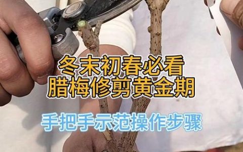 梅花树太高了怎么修剪？家庭养护全攻略，六大模块帮你科学控高